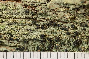  (Trapeliopsis viridescens - O-L-209798)  @11 [ ] CreativeCommons - Attribution Non-Commercial (2018) Einar Timdal University of Oslo, Natural History Museum