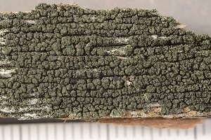  (Trapeliopsis flexuosa - O-L-210374)  @11 [ ] CreativeCommons - Attribution Non-Commercial (2018) Einar Timdal University of Oslo, Natural History Museum
