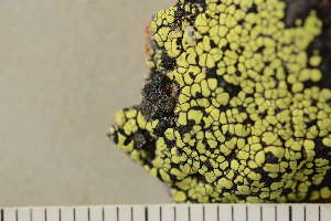  ( - O-L-210388)  @11 [ ] CreativeCommons - Attribution Non-Commercial (2018) Einar Timdal University of Oslo, Natural History Museum