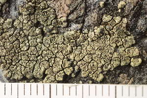  ( - O-L-210477)  @11 [ ] CreativeCommons - Attribution Non-Commercial (2018) Einar Timdal University of Oslo, Natural History Museum