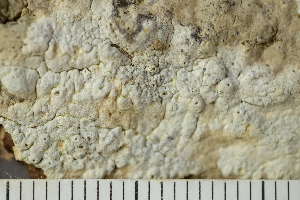  ( - O-L-222108)  @11 [ ] by-nc (2020) Einar Timdal Natural History Museum, University of Oslo, Norway