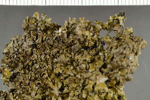  (Xanthoparmelia delisei - O-L-222169)  @11 [ ] by-nc (2022) Einar Timdal University of Oslo, Natural History Museum