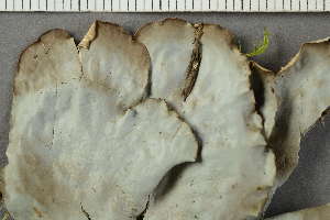  ( - O-L-222210)  @11 [ ] by-nc (2021) Einar Timdal University of Oslo, Natural History Museum