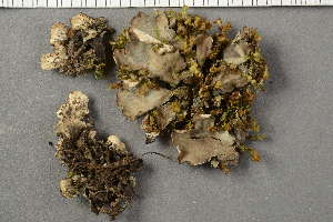  ( - O-L-222714)  @11 [ ] by-nc (2020) Ann Evankow University of Oslo, Natural History Museum