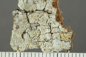  ( - O-L-223790)  @11 [ ] CreativeCommons - Attribution Non-Commercial (2019) Einar Timdal University of Oslo, Natural History Museum