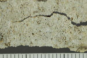  ( - O-L-223791)  @11 [ ] CreativeCommons - Attribution Non-Commercial (2019) Einar Timdal University of Oslo, Natural History Museum