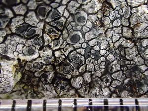  ( - O-L-224304)  @11 [ ] CreativeCommons - Attribution Non-Commercial (2019) Reidar Haugan University of Oslo, Natural History Museum