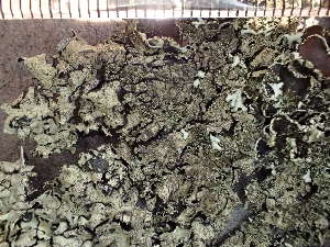  ( - O-L-224315)  @11 [ ] CreativeCommons - Attribution Non-Commercial (2019) Reidar Haugan University of Oslo, Natural History Museum