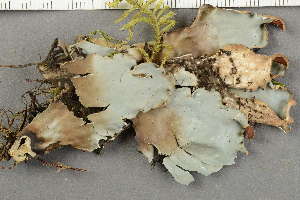  ( - O-L-224381)  @11 [ ] by-nc (2020) Ann Evankow University of Oslo, Natural History Museum