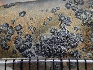  ( - O-L-224443)  @11 [ ] CreativeCommons - Attribution Non-Commercial (2019) Reidar Haugan University of Oslo, Natural History Museum