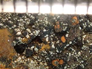  ( - O-L-224455)  @11 [ ] CreativeCommons - Attribution Non-Commercial (2019) Reidar Haugan University of Oslo, Natural History Museum