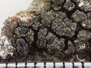  ( - O-L-224566)  @11 [ ] CreativeCommons - Attribution Non-Commercial (2019) Reidar Haugan University of Oslo, Natural History Museum
