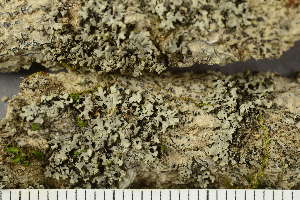  ( - O-L-224819)  @11 [ ] by-nc (2021) Einar Timdal University of Oslo, Natural History Museum
