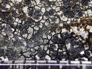  (Miriquidica lulensis - O-L-225159)  @11 [ ] CreativeCommons - Attribution Non-Commercial (2019) Reidar Haugan University of Oslo, Natural History Museum