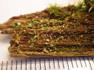  (Trapeliopsis glaucolepidea - O-L-225360)  @11 [ ] CreativeCommons - Attribution Non-Commercial (2019) Einar Timdal University of Oslo, Natural History Museum