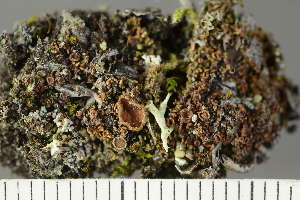  ( - O-L-225374)  @11 [ ] CreativeCommons - Attribution Non-Commercial (2019) Einar Timdal University of Oslo, Natural History Museum