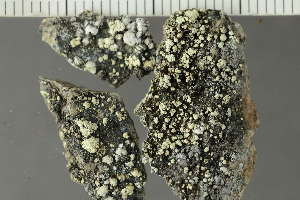  (Lecanora sp. ET01 - O-L-225384)  @11 [ ] CreativeCommons - Attribution Non-Commercial (2019) Einar Timdal University of Oslo, Natural History Museum