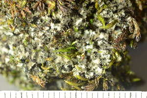  ( - O-L-225391)  @11 [ ] CreativeCommons - Attribution Non-Commercial (2019) Einar Timdal University of Oslo, Natural History Museum