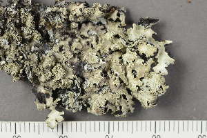  ( - O-L-225394)  @11 [ ] by-nc (2020) Einar Timdal Natural History Museum, University of Oslo, Norway