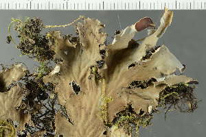  ( - O-L-225456)  @11 [ ] CreativeCommons - Attribution Non-Commercial (2019) Einar Timdal University of Oslo, Natural History Museum
