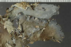  ( - O-L-225459)  @11 [ ] CreativeCommons - Attribution Non-Commercial (2019) Einar Timdal University of Oslo, Natural History Museum