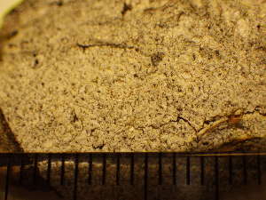  ( - O-L-225497)  @11 [ ] CreativeCommons - Attribution Non-Commercial (2019) Mika Bendiksby University of Oslo, Natural History Museum