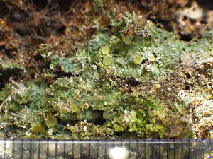  ( - O-L-225543)  @11 [ ] CreativeCommons - Attribution Non-Commercial (2019) Einar Timdal University of Oslo, Natural History Museum
