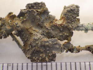 ( - O-L-225560)  @11 [ ] CreativeCommons - Attribution Non-Commercial (2019) Einar Timdal University of Oslo, Natural History Museum
