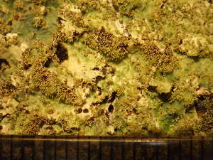  (Parmelia ernstiae - O-L-225627)  @11 [ ] CreativeCommons - Attribution Non-Commercial (2019) Mika Bendiksby University of Oslo, Natural History Museum