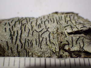  (Graphis betulina - O-L-225642)  @11 [ ] CreativeCommons - Attribution Non-Commercial (2019) Einar Timdal University of Oslo, Natural History Museum