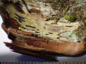  ( - O-L-225655)  @11 [ ] CreativeCommons - Attribution Non-Commercial (2019) Einar Timdal University of Oslo, Natural History Museum