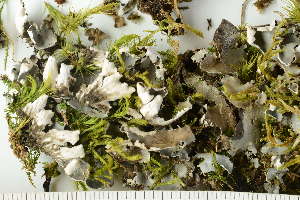  (Peltigera frippii - O-L-225661)  @11 [ ] CreativeCommons - Attribution Non-Commercial (2019) Einar Timdal University of Oslo, Natural History Museum