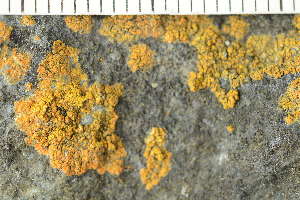  (Leproplaca obliterans - O-L-225671)  @11 [ ] CreativeCommons - Attribution Non-Commercial (2019) Einar Timdal University of Oslo, Natural History Museum