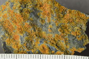  (Calogaya arnoldii - O-L-225677)  @11 [ ] CreativeCommons - Attribution Non-Commercial (2019) Einar Timdal University of Oslo, Natural History Museum