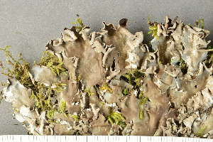  ( - O-L-225680)  @11 [ ] CreativeCommons - Attribution Non-Commercial (2019) Einar Timdal University of Oslo, Natural History Museum