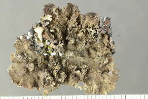  ( - O-L-225689)  @11 [ ] CreativeCommons - Attribution Non-Commercial (2019) Einar Timdal University of Oslo, Natural History Museum