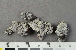  ( - O-L-226062)  @11 [ ] by-nc (2020) Einar Timdal Natural History Museum, University of Oslo, Norway