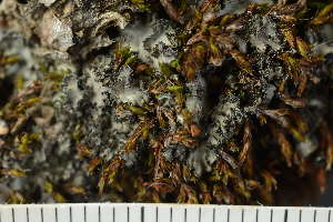  ( - O-L-226105)  @11 [ ] CreativeCommons - Attribution Non-Commercial (2019) Einar Timdal University of Oslo, Natural History Museum