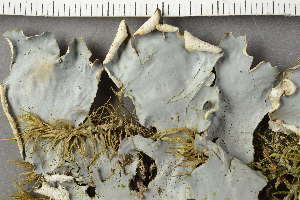  ( - O-L-226125)  @11 [ ] CreativeCommons - Attribution Non-Commercial (2019) Einar Timdal University of Oslo, Natural History Museum