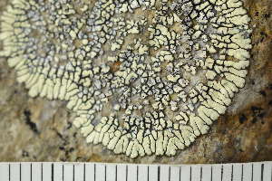  ( - O-L-226136)  @11 [ ] CreativeCommons - Attribution Non-Commercial (2019) Einar Timdal University of Oslo, Natural History Museum