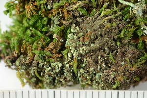  ( - O-L-226142)  @11 [ ] CreativeCommons - Attribution Non-Commercial (2019) Einar Timdal University of Oslo, Natural History Museum