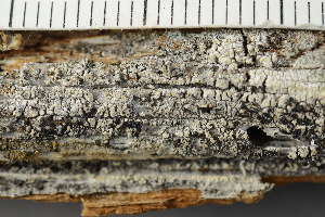  ( - O-L-226154)  @11 [ ] CreativeCommons - Attribution Non-Commercial (2019) Einar Timdal University of Oslo, Natural History Museum
