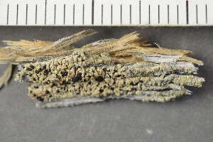  ( - O-L-226159)  @11 [ ] CreativeCommons - Attribution Non-Commercial (2019) Einar Timdal University of Oslo, Natural History Museum