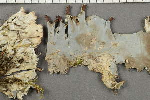  ( - O-L-226355)  @11 [ ] by-nc (2020) Ann Evankow University of Oslo, Natural History Museum