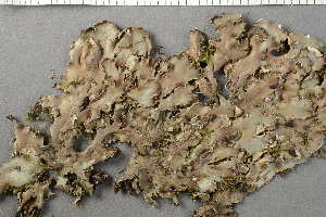  ( - O-L-226659)  @11 [ ] by-nc (2020) Ann Evankow University of Oslo, Natural History Museum