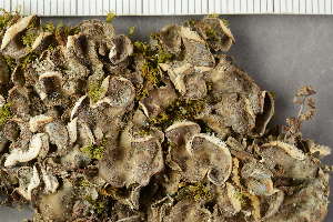  ( - O-L-227423)  @11 [ ] by-nc (2024) Einar Timdal University of Oslo, Natural History Museum