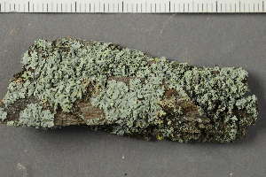  ( - O-L-227590)  @11 [ ] by-nc (2020) Ann Evankow University of Oslo, Natural History Museum
