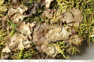  ( - O-L-227714)  @11 [ ] by-nc (2020) Ann Evankow University of Oslo, Natural History Museum