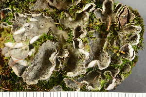  ( - O-L-227765)  @11 [ ] by-nc (2020) Ann Evankow University of Oslo, Natural History Museum
