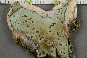  ( - O-L-227775)  @11 [ ] by-nc (2020) Ann Evankow University of Oslo, Natural History Museum